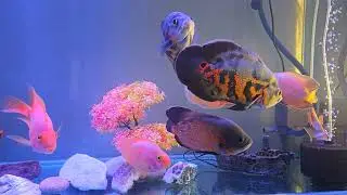 Aquarium Spotlight: Oscar Fish and Parrot Fish Care & Compatibility in 4k