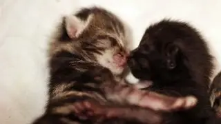 Tiny Foster Kittens Kissing