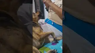 Yo queriendo limarle laa u&ntilde;as🤣🐾  #viarl #perros #lovedogs  #dog