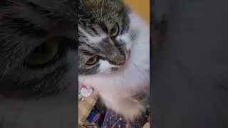 Not so subtle reminder #kitty #cat #hungry #cute #baby