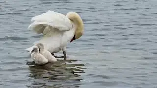 Кратка Приказна за Мама лебедица .Shorth story for Mama Swan