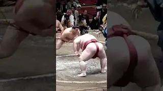 Grand sumo tournament #travel #wrestling #lifeisbutadream #sumo #shorts