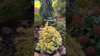 Мой сад в декабре 🏡Mein Garten im Dezember 🏡24.12.24