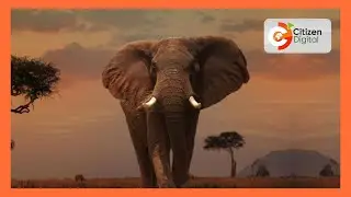 The Ngwesi Conservancy: Community-led conservancy that supports tourism and the community