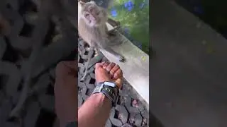 funny fuck monkey #laughoutloud #funny #content #viral#shorts