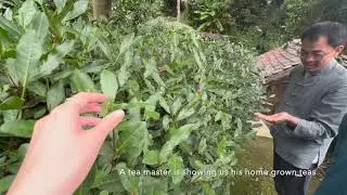 🍵 🐉 Hangzhou Longjing Village (Tea Master Visit)