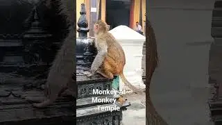 Monkey At Shayambhun#ktm