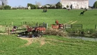 Belmont House Stud horses go out on a break