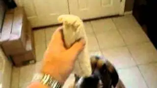Dog Devours Burrito in One Bite