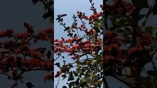 Flame Of The Forest || Palash ||Vital Flower Of Saraswati Puja #shorts #youtubeshorts #shortsvedio