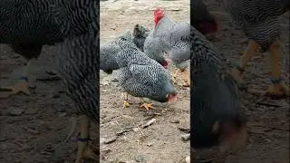 Plymouth rock chickens 🥰 #short #trending #ytshorts #youtubeshorts