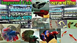 Aquarium Fish Shop | Fish Pet Shop Near Me | Aquarium Fish Shop Near Me | Aquarium Fish | Fish Shop