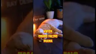 KUYEN‼️THE MOST DRAMA #ai #aivideo #texttovideo #fyp #shorts #cat #funnycats #funnyanimals