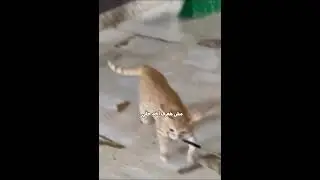 القط قرر ياخد حقه بنفسه 😼🔪