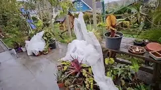 Kleiner Zusammenschnitt vom Einwintern der Pflanzen. Tamarillo, Engelstrompete etc.