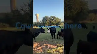 Это коровья вечеринка!