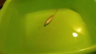 Castaic soft bait amazing movement for black bass fishing