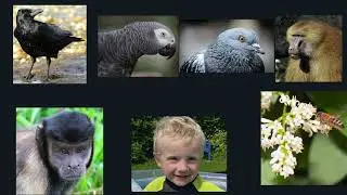 Amanda Seed &ndash; DISI 2020 &ndash; What are the evolutionary origins of abstract thinking?