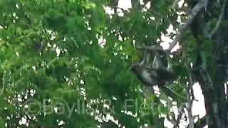 Long-tailed Macaques playing, Cambodia. 20190513_061015.m2ts