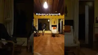 😱PERRO VE FANTASMAS!🤣