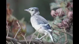 BackyardBio - A Classroom Guide