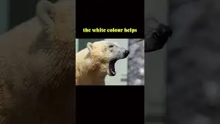 POLAR BEARS are BLACK not WHITE #wildlife #animals #facts