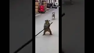 😆Monkeys bhai hi kehde😀#comedy #funnymemes #dogs #dogshorts  #funny #shorts #monkeys #funnyanimals