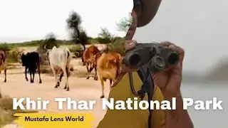 Khir Thar National Park Khar Centre || Travel || Nature || still life  vlogs91 🌿🌿🥰🥰🦊🦌🐿️