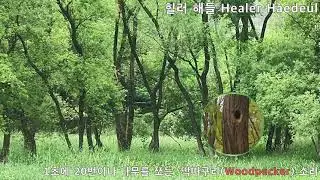 재미있는 딱따구리 Funny woodpecker 휴식 rest 백색소음 White noise