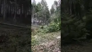 590 ecolog