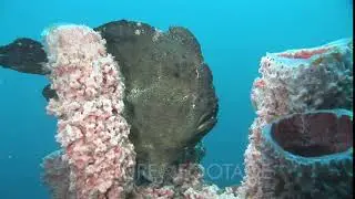 Green Giant Frogfish, Antennarius Commerson, On Pink Branching Tube Sponge