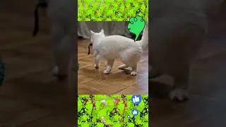 #pet #pets #dog #cat #fart #shorts #Who #farted ?