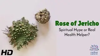 Rose of Jericho: Spiritual Hype or Hidden Health Hero