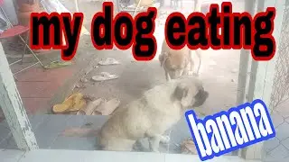 My dog eating banana,@ruralanimallifestyle3018 