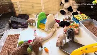 Silly, funny puppies