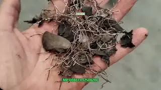Industrial Armored Cable Shredder Machine | ACSR Cable Recycling Machine Process Thick Armored Cable