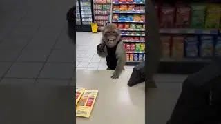 Stare was the real weapon #robbery #crime #monkey #funny #fyp