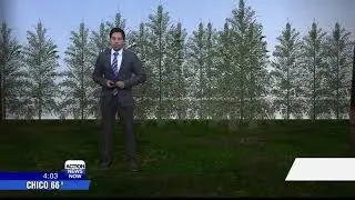 Tree removal controversy in Paradise