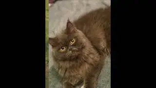 Diese Augen 😻 #shorts #cats #car #madagascar #feed #viral