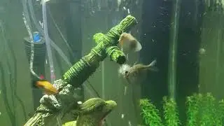 Fishy Follies