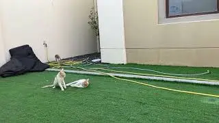 بسبس مياو القطه