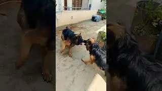 #&hearts;️🐕&zwj;🦺🐕&zwj;🦺 #gsds 🐕#germanshepherd🐕&zwj;🦺 #cutepet🐕 #pets # 🐕&zwj;🦺#puppy #dogtrainer #love 🐕#treanding