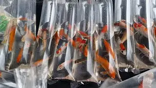 Aquarium fish market | Philippines