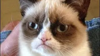 Adieu Grumpy Cat