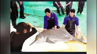 The sad story of yangtze river dolphin 🐬...#tamil #tamilshorts #village #trending #trendingshorts