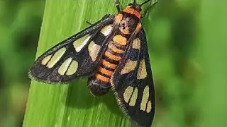 Small Orange Butterfly (Amata Huebneri)