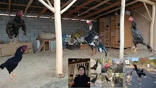 Mana yana uyimdagi barcha zotlarimni obzori. Like bosib obuna boʻlamiz jigarlar 👉🫡