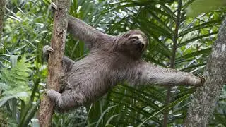 Sloth fast-paced action video - ** action sold separately [UHD@60fps]
