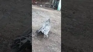 yellow fantail pigeons