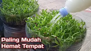 Galon Bekas Untuk Menanam Sayuran di Rumah Lahan Sempit